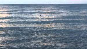 (sign image from oregon state police, photo of indian beach by katu's chelsea rutherford) cannon beach, ore. Shark At Chelsea Beach 1 09 12 2013 Youtube