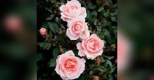 Ruth Janett Covington Obituary