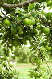 Apple Trees Most Beautiful Pages Green Apple Apple Tree Apple Farm