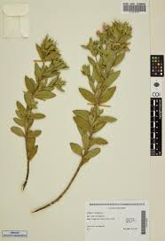 Image result for Pleiotaxis