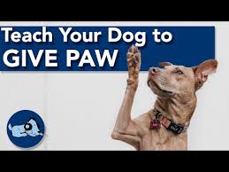To start off on the right foot (and paw!) with your pup, he'll dogs must be taught to like praise. How To Teach Your Dog To Give Paw Youtube