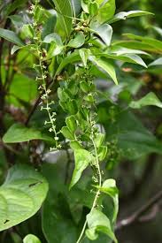 Image result for Dioscoreaceae