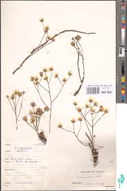 Image result for Vernonella