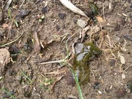 Unbekannter Schleim Auf Der Wiese Cyanobakterien Pflanzenbestimmung Pflanzensuche Green24 Hilfe Pflege Bilder