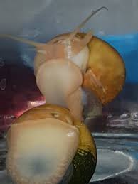 To allow them to do that, you should make sure you have a loose lid. Is My Apple Snail Male Or Female My Aquarium Club
