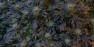 Cannabidiol Cbd Bei Neuropathie Nach Chemo Naturheilkunde Bei Krebs