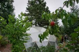 Fort collins nursery has one of the largest selections of fruit trees in the region with over 80 varieties of fruit trees including apple, cherry, plum, peach, pear, crabapple and mulberry. How To Grow Fruit Trees In A Greenhouse Growing Spaces Greenhouses