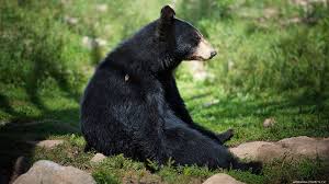 Maybe you would like to learn more about one of these? 26 Black Bear Wallpapers Wallpaperboat