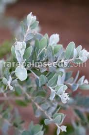 Image result for Acacia podalyriifolia