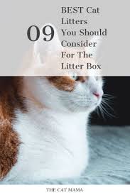 Best Cat Litter For Your Cat In 2020 Best Cat Litter Cool Cats Cats