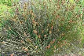 Image result for Juncus kraussii