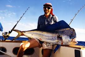 Coryphaena hippurus the mahi mahi, also known as the dolphin or dorado is one of the finest eating fish that swims the oceans. Mahi Mahi Dorado Dolphinfish Coryphaena Hippurus How To Catch