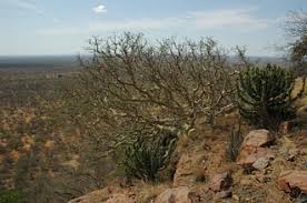 Image result for Ficus tettensis