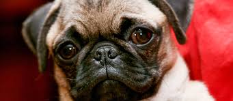 Ce petit chien de deux ans mélange de chihuahua et de shitzu a dû affronter 29 prétendants. Avoir Un Chien Moche Le Comble Du Glamour Aux Etats Unis Le Point