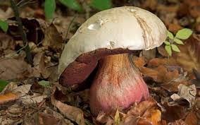 Jusqu'à 30 cm, d'un beau gris livide quelquefois nuancé de vert, d'abord très bombé, s'étalant et se bosselant ensuite. Boletus Satanas 10 Poisonous Mushrooms To Watch Out For In Britain Gardening
