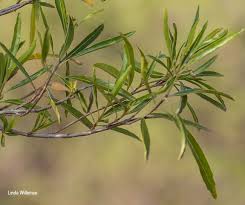 Image result for Nuxia oppositifolia