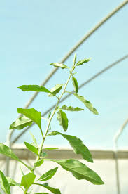 We did not find results for: Goji Berry A Natural Farm