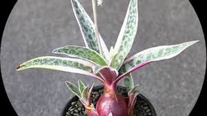 Image result for Ledebouria cordifolia