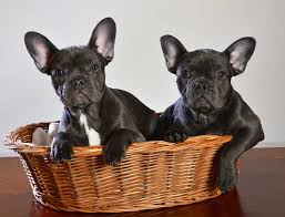 Health, structure, and temperament come first and foremost when choosing mating pairs. 8 Best French Bulldog Breeders In The Usa Dogblend