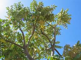 Image result for Polyscias kivuensis