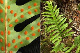 Image result for Microsorum scandens