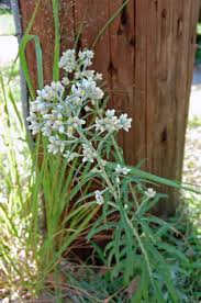 Image result for Fagopyrum snowdenii