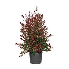 Image result for Eugenia aschersoniana