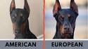 Kevlar Dobermans European Champion Bloodlines : Doberman ...