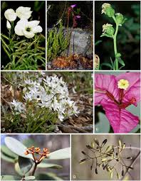 Image result for Centemopsis