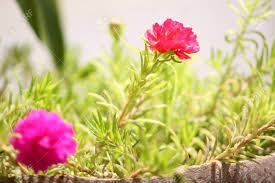 Maybe you would like to learn more about one of these? Summer Blooming Flower Background Pink Portulaca Moss Rose Flower Plant In Full Sun Light Selective Focus With Blur Background Stock Photo Picture And Royalty Free Image Image 147691057