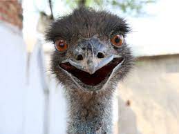 Also emu electromagnetic unit 2. Officials Warn Of Emu On The Loose In North Carolina For 3 Weeks