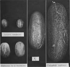 Image result for Cucumis sacleuxii