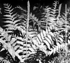 Image result for Aleuritopteris welwitschii