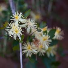 It is found on the pacific coast of north america, from the san francisco bay area southwards into baja california. Clematis Lasiantha Chaparral Clematis Pipestem Clematis Virgin S Bower Deborah Small S Ethnobotany Blog