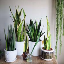 Snake plant botanically known as sansevieria belongs to the lilly family. Snake Plant Propagation Methods Houseplanthouse