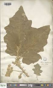 Image result for Solanum campylacanthum 'incanum type'