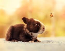 As always, be firm and gentle so that bunny can't jump and be injured. 30 Days Of My Baby Bunnies Growing Up Bored Panda