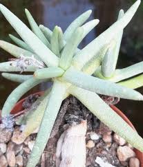 Image result for Hereroa