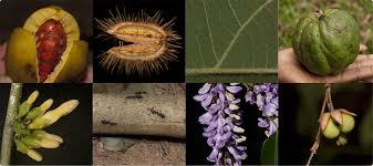 Image result for Thomandersia hensii