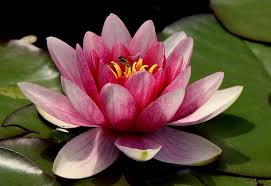 Tanaman yang memiliki warna biru terang ini. Mengenal Jenis Tanaman Bunga Lotus Tukang Taman Surabaya