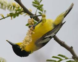 Birds That Lay Eggs On The Ground Ontario Pin On Animales Del Mundo