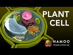 We did not find results for: Tour Of A Plant Cell Structures And Functions Bioflix Tutorial 08 2021