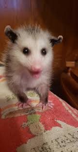 Possum