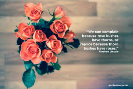 The rose has long been the the more you love roses, the more you must bear with thorns. ― matshona dhliwayo. Tumblr Rose Quotes Soft Thorns Tumblr Dogtrainingobedienceschool Com