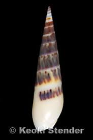 Image result for Holubia saccata