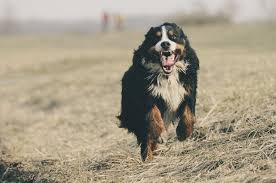 We have 5 german shepherd puppies available 1 boys and. Bernese Mountain Dog The Ultimate Breed Guide 2020 Pups4sale Breeders Links And Breed Information On Pups4sale Com Au