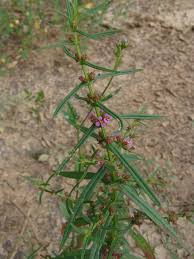 Image result for Nesaea pedroi