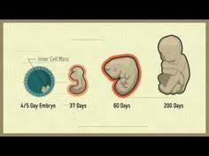 To add an effect that makes the shapes leave the slide at some point, point to exit, and. 86 Biotechnology Stem Cells Ideas Stem Cells Cell Biotechnology