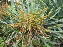 Image result for Dracaena camerooniana