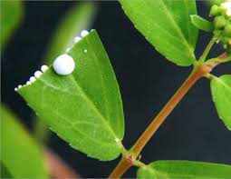 Image result for Euphorbia hypericifolia